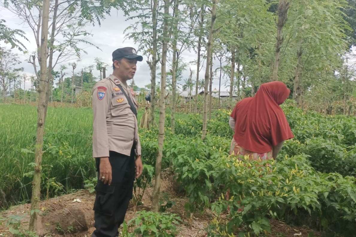 Ketahanan Pangan Dimulai dari Desa, Bhabinkamtibmas Dampingi Petani Cabai di Kediri Lombok Barat