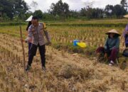Ketahanan Pangan Dimulai dari Desa, Polsek Kuripan Dampingi Petani Jagung di Iting Langgem
