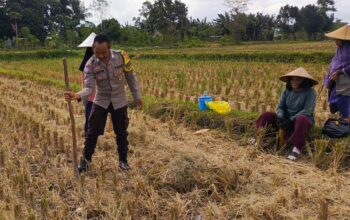 Ketahanan Pangan Dimulai dari Desa, Polsek Kuripan Dampingi Petani Jagung di Iting Langgem
