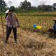 Sinergi Polri dan Petani di Dusun Iting Langgem: Dorong Produktivitas Jagung