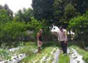 Ketahanan Pangan Dimulai dari Rumah, Inisiatif Bhabinkamtibmas di Desa Jagaraga