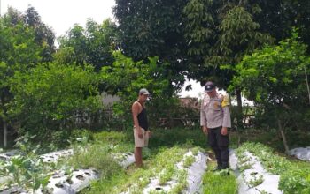 Ketahanan Pangan Dimulai dari Rumah, Inisiatif Bhabinkamtibmas di Desa Jagaraga