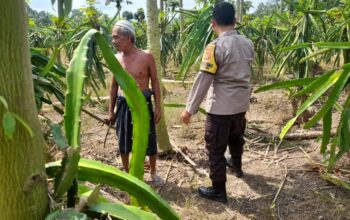 Ketahanan Pangan Diperkuat, Polres Lombok Barat Turun ke Ladang