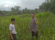 Ketahanan Pangan dan Keamanan Diperkuat di Sekotong Tengah Lewat DDS Bhabinkamtibmas