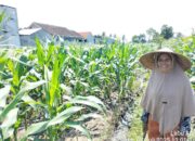 ketahanan pangan, Bhabinkamtibmas, Labuapi, Polsek Labuapi, pekarangan produktif, pertanian lokal, sinergi polisi masyarakat, NTB, pangan nasional, Harkamtibmas