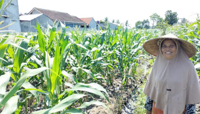 Polisi dan Petani Labuapi Bersinergi Perkuat Ketahanan Pangan Desa