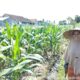 Polisi dan Petani Labuapi Bersinergi Perkuat Ketahanan Pangan Desa