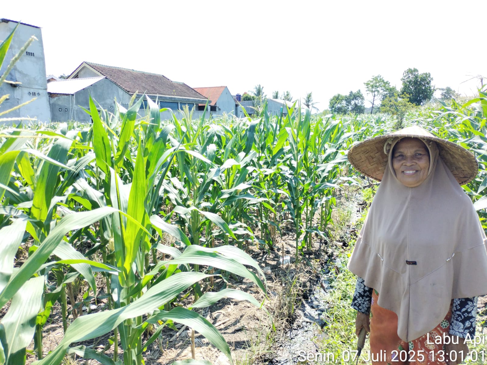 ketahanan pangan, Bhabinkamtibmas, Labuapi, Polsek Labuapi, pekarangan produktif, pertanian lokal, sinergi polisi masyarakat, NTB, pangan nasional, Harkamtibmas