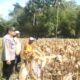 Lombok Barat: Panen Jagung P27 di Gerung Selatan Capai 4,2 Ton