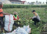 Sinergi Polisi dan Petani di Labuapi Wujudkan Kemandirian Pangan Lokal