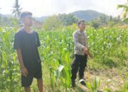 Polisi Desa Cendi Manik Dorong Ketahanan Pangan Lewat Pendampingan Petani Sekotong