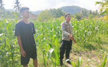 Polisi Desa Cendi Manik Dorong Ketahanan Pangan Lewat Pendampingan Petani Sekotong
