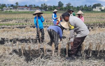 Sinergi Polri dan Petani di Kediri Lombok Barat Wujudkan Swasembada Pangan