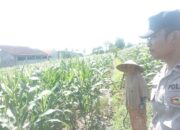 Polri dan Petani Labuapi Bersinergi, Perkuat Ketahanan Pangan Nasional Melalui Optimalisasi Lahan