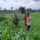 Sinergi Polri dan Petani Montong Are Wujudkan Swasembada Pangan