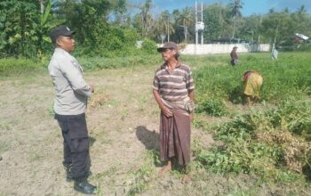 Sinergi TNI-Polri Dukung Ketahanan Pangan di Desa Taman Ayu, Gerung