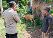 Inisiatif Polsek Lembar, Pekarangan Warga Disulap Jadi Sumber Pangan dan Ekonomi