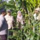 Jagung Jadi Andalan Banyumulek untuk Stabilkan Pangan Lokal