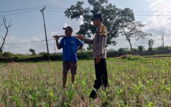 Pekarangan Jadi Lumbung Keluarga: Polri dan Warga Desa Kuripan Wujudkan Pangan Tangguh
