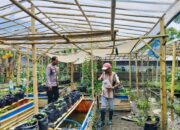 Bhabinkamtibmas Ajak Warga Dusun Tempit Tanam Sayur di Pekarangan Rumah