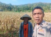 Sinergi Polisi dan Petani: Bhabinkamtibmas Eyat Mayang Dorong Swasembada Jagung