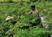 Bhabinkamtibmas Kuripan Utara Dampingi Petani Panen Cabai, Dukung Ketahanan Pangan
