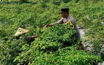 Bhabinkamtibmas Kuripan Utara Dampingi Petani Panen Cabai, Dukung Ketahanan Pangan