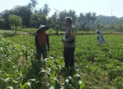 Dorong Ketahanan Pangan, Bhabinkamtibmas Sandik Edukasi Pemanfaatan Lahan Kosong
