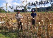 Bhabinkamtibmas Tempos Dampingi Panen Jagung, Wujud Nyata Dukung Ketahanan Pangan
