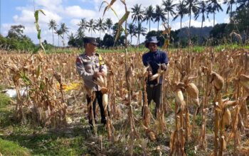Bhabinkamtibmas Tempos Dampingi Panen Jagung, Wujud Nyata Dukung Ketahanan Pangan
