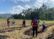 Polres Lombok Barat Dampingi Petani Jagung Desa Kebon Ayu untuk Ketahanan Pangan