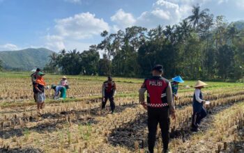 Polres Lombok Barat Dampingi Petani Jagung Desa Kebon Ayu untuk Ketahanan Pangan
