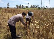 Sinergi Polri dan Petani: Aiptu Mamad Dorong Pertanian Berkelanjutan di Sekotong