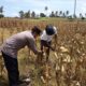 Polri Dampingi Petani Kedaro Sinergi Ketahanan Pangan di Lombok Barat