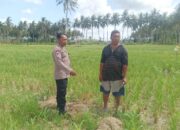 Polsek Gerung Perkuat Ketahanan Pangan Lewat Monitoring Pertanian Desa Banyu Urip