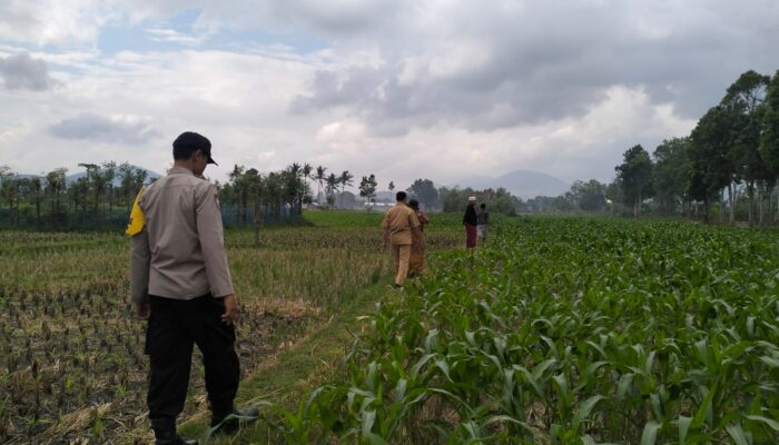 Sinergi Polsek Kediri dan Petani Lelede Kendalikan Hama Jagung