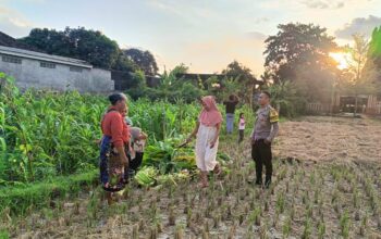 Polsek Kuripan Dukung Ketahanan Pangan di Dusun Pelulan Lewat Sosialisasi ke Petani Jagung