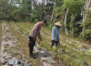 Polsek Labuapi Dorong Pemanfaatan Lahan Kosong, Warga Desa Kuranji Antusias Menanam