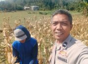 Sinergi Polri dan Petani Jagung di Lembar, Lombok Barat, Dorong Ketahanan Pangan Nasional