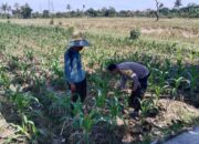 Polsek Labuapi Dukung Ketahanan Pangan, Ajak Petani Dusun Jogot Tanam Holtikultura