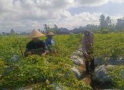 Sinergi Polri dan Warga Dusun Pelulan Wujudkan Ketahanan Pangan Keluarga