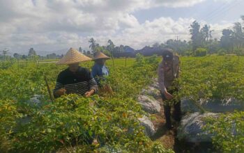 Sinergi Polri dan Warga Dusun Pelulan Wujudkan Ketahanan Pangan Keluarga