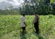 Polri di Tengah Petani Jagung: DDS Bangun Ketahanan Pangan Sekotong