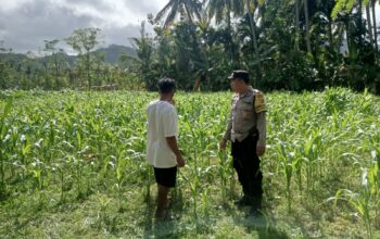 Polri di Tengah Petani Jagung: DDS Bangun Ketahanan Pangan Sekotong