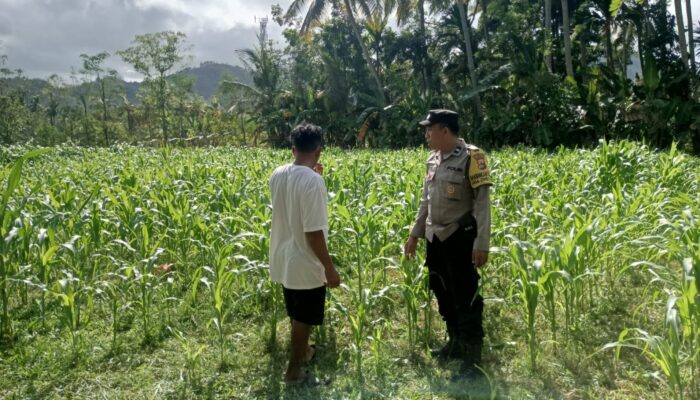 DDS Polri di Sayong Baru: Dukung Petani Jagung dan Stabilitas Pangan Lombok Barat