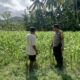 DDS Polri di Sayong Baru: Dukung Petani Jagung dan Stabilitas Pangan Lombok Barat