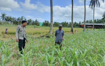 Jagung dan Keamanan: Bhabinkamtibmas Cendi Manik Turun ke Lahan