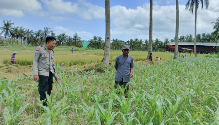 DDS Bhabinkamtibmas Sekotong, Wujud Nyata Sinergi Polisi dan Petani