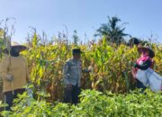 Bhabinkamtibmas Gerung Kawal Panen Jagung Petani Desa Beleka