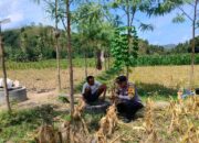 Polri Aktif Dampingi Petani Jagung di Dusun Jelateng Baru, Lombok Barat